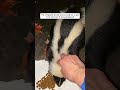 rescue a skunk and then animalshorts shortvideo animalrescue