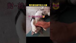 【FireCat火火貓】必看！令人無法抗拒的懶貓😻