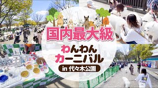 【最新】都内最大級のドッグイベントに初参加！サモエド大集合