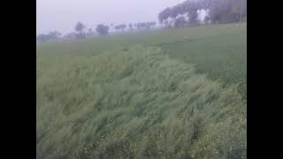 how to viral india khet pakistan khet kse chane khe me  in inda fas tim this