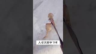 【ミニチュアダックス】犬の散歩か飼い主の散歩か。【6ヶ月】