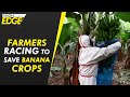 Desperate banana farmers in spain tries to save crop from volcanic ash