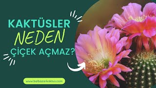 Kaktüsler Neden Çiçek Açmaz? Kaktüslerin Çiçek Açması İçin Ne Yapılmalı?