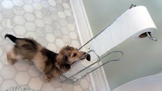 Daphne the Cute Dachshund Puppy LOVES Toilet Paper!