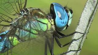 Southern Migrant Hawker, male