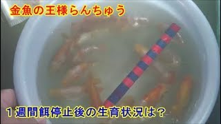 金魚の王様らんちゅう室内飼育試験（16）