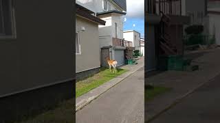 住宅地に鹿【北海道・稚内市】