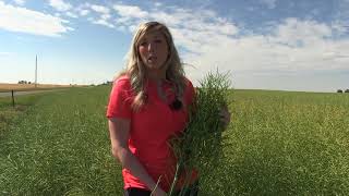 Canola School: Pre-harvest options on your canola crop