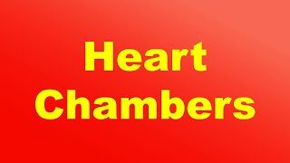 Four Chambers of the Heart I  Atriums and Ventricles