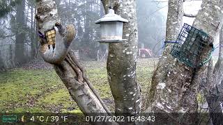 Grey Squirrel and birds eat suet part 2 (some audio)