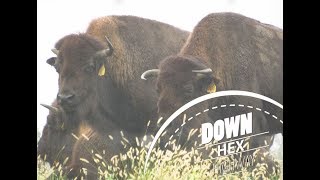 Trexler Game Preserve: Where the buffalo roam