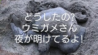 【ウミガメ】一生懸命に隠してる!