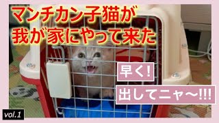 初日から人懐こさが爆発｜短足マンチカン子猫お迎え初日【前編】