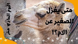 متى يبدأ عزل المولود القعود عن الناقة الام ؟!! اليوم 11 للمولود القعود