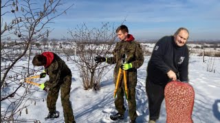 Вирощування Фундука Обрізка‼️ БІЗНЕС В СЕЛІ