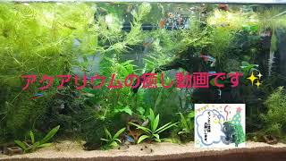 アクアリウム癒し動画✨ (熱帯魚水槽)