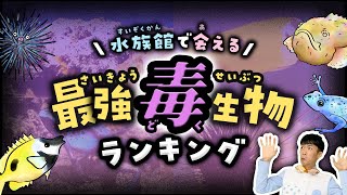 海で見つけたら逃げて！水族館で会える危険な最強毒生物ランキング【012イラスト🐟】