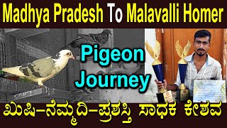 Madyapradesh To Malavalli Homer pigeon journey #homerpigeon  #pigeon #pigeons #pigeonlover #kannada