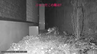 フン害対策、猫よけスプリンクラー！(2)