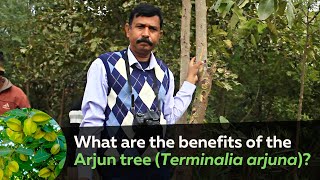 What are the benefits of the Arjun tree (Terminalia arjuna)?