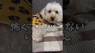 犬は雷なるとこうなる#short #といぷーどる #ゲリラ豪雨