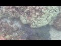 turtle adjusts himself on ocean floor ulua mokapu