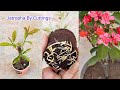 Jatropha Cuttings Propagation / How to grow Jatropha Plant From Cuttings