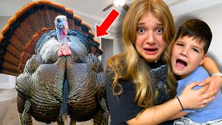 GIANT TURKEY in OUR HOUSE....