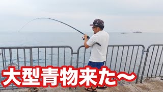 【大型青物来た～】怪物人工島が目覚めた！？青物もサワラも今がチャンス！【ショアジギング/飲ませ釣り】