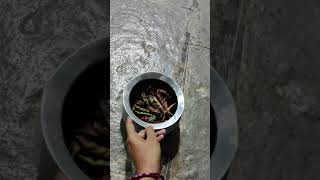 #Shorts I కంది కాయలు ఉడక పెట్టే విధానం I Easy way to boil Pigeon beans I Village recipes