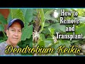 How to Transplant and Remove Dendrobium orchid keikis/Paano mag transplant ng dendrobium kekis