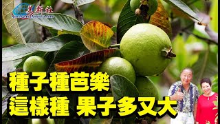 How to use Seeds grow guava, make fruits are big and more.