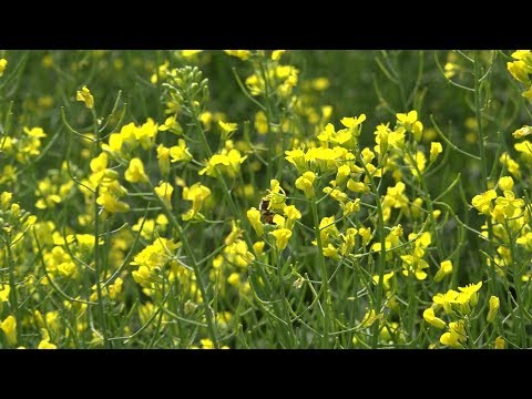 K-State Canola Breeding Program Update K-State Canola Breeding Program Update
