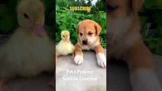 Pet,s problem solutions Comment #viral #petlover #ytshorts #youtubesearch