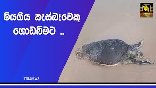 මියගිය කැස්බෑවෙකු ගොඩබිමට ..