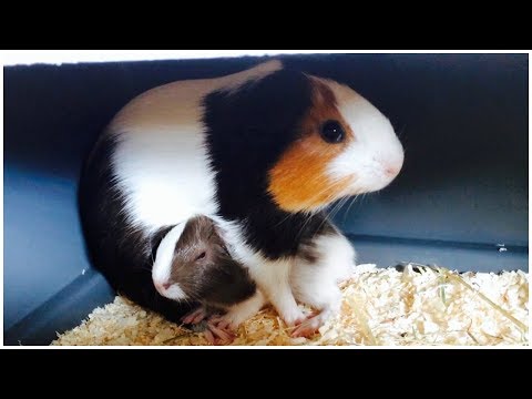 What to Do If Your Guinea Pig Had Babies What to Do If Your Guinea Pig Had Babies