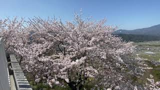 2021/03/23　冨士山公園展望台の桜　満開です！　〜愛媛県大洲市〜