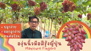 องุ่น มานิเคียวฟิงเกอร์ แม่มดสีรุ้ง 🍇🌈 ปลูกได้ผลดีมาก ในเมืองไทย