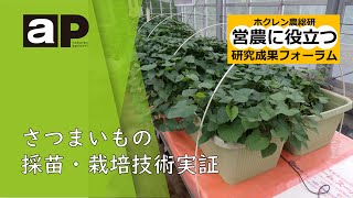 【営農に役立つ研究成果フォーラム】さつまいもの採苗・栽培技術実証