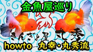 きんぎょ屋【丸秀】きんぎょ屋さんで色々聞いてきた！ 九州金魚屋巡り