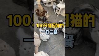 快来看看100只缅因猫一天要吃多少？ #缅因猫 #记录猫咪日常生活 #噼啪缅因猫