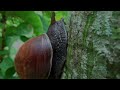 giant african snail lissachatina fulica part 2