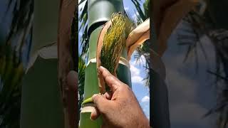 Arecanut flowers areca nut plant and tree