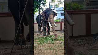 എല്ലാവർക്കും എന്റെ നമസ്കാരം #elephant #pooram #shortvideo