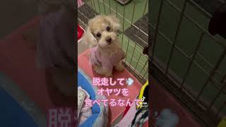 あたちだけのヒ・ミ・ツ #ワンコどうでしょうチャンネル#犬のいる生活#トイプードル#ハニー