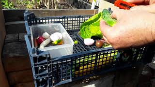 SHEDWARS21:  Gardening 🌻 Who Wants To See My Lunch Box 🌻 Growing What We Like To Eat On A Budget