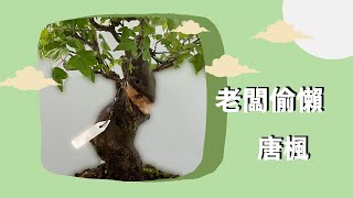 #唐楓豆盆 環狀剝皮需要水草包覆嗎?顛覆你的想像的方式!! #老闆不上班