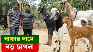 বড় ছাগল কিনুন বাচ্চার দামে আউয়াল ভাই এর খামার থেকে