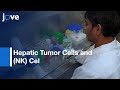 Hepatic Tumor Cells and (NK) Cell- Mediated Cytotoxicity | Protocol preview