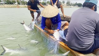 Nước vừa chuyển bạc vô liền hàng khủng cả 100 con - Sông Nước Cửu Long - Nguyễn Hùng